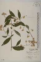 大頭艾納香藏品圖，第1張