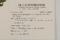 大頭艾納香藏品圖，第2張