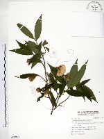 柳葉山茶藏品圖，第1張