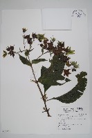 假酸漿藏品圖，第1張