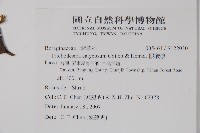 假酸漿藏品圖，第2張