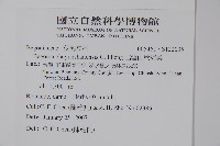 出雲山秋海棠藏品圖，第2張