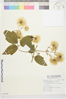 銹毛鐵線蓮藏品圖，第1張