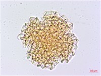 石蓯蓉藏品圖，第1張