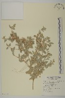 馬氏濱藜藏品圖，第1張