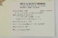 馬氏濱藜藏品圖，第2張