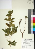 苦林盤藏品圖，第1張