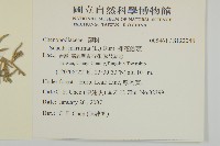 裸花鹼蓬藏品圖，第2張