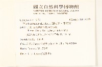 鯽魚膽、闊苞菊藏品圖，第2張