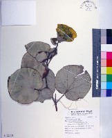 黃槿藏品圖，第1張