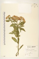 翼莖闊苞菊藏品圖，第1張