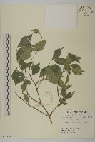 菱葉衛矛藏品圖，第1張