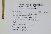 海馬齒藏品圖，第2張