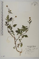 小白花鬼針藏品圖，第1張