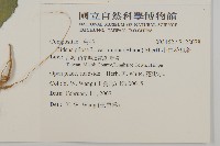 小白花鬼針藏品圖，第2張