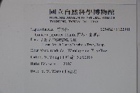 忍冬、金銀花藏品圖，第2張