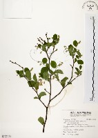 臺灣野茉莉藏品圖，第1張