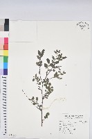 紅仔珠藏品圖，第1張