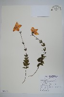 桔梗藏品圖，第1張