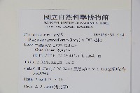 桔梗藏品圖，第2張