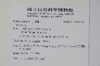 金花小檗藏品圖，第2張