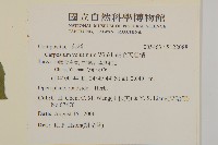 絨毛天名精藏品圖，第2張