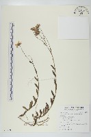 圓齒狗娃花藏品圖，第1張