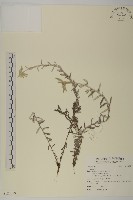 登錄號:S122099藏品圖，第1張