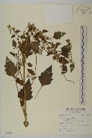 登錄號:S122103藏品圖，第1張