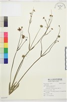 登錄號:S122107藏品圖，第1張