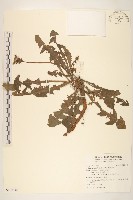 西洋蒲公英藏品圖，第1張