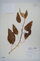 反枝莧藏品圖，第1張