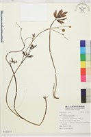 登錄號:S122131藏品圖，第1張