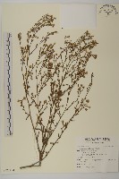 掃帚菊藏品圖，第1張