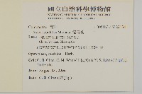 掃帚菊藏品圖，第2張