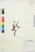 登錄號:S122149藏品圖，第1張