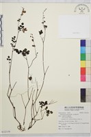 爪哇唐松草藏品圖，第1張