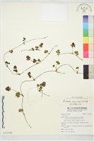 登錄號:S122184藏品圖，第1張