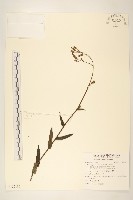 鵝仔草藏品圖，第1張