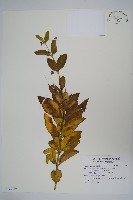 登錄號:S122195藏品圖，第1張