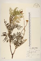 西番菊、萬壽菊藏品圖，第1張