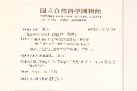 西番菊、萬壽菊藏品圖，第2張