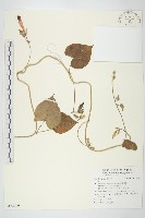 登錄號:S122200藏品圖，第1張