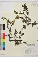 登錄號:S122201藏品圖，第1張