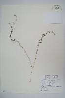 西南風鈴草藏品圖，第1張