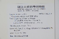 西南風鈴草藏品圖，第2張