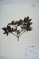 登錄號:S122215藏品圖，第1張