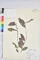 登錄號:S122218藏品圖，第1張