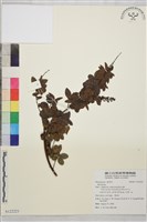 登錄號:S122221藏品圖，第1張