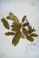 登錄號:S122222藏品圖，第1張